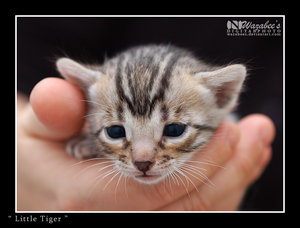 Little_Tiger_by_wazabees.jpg