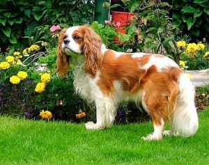 cavalier-king-charles spaniel.jpg