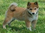 shiba-inu.jpg